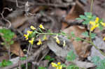 Yellow fumewort